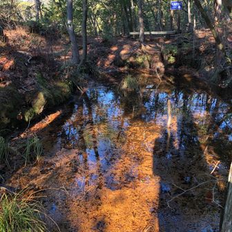 その池　🐸ゲロゲーロ