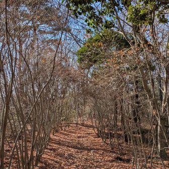 ドウダンツツジもカエデも終わっていました…