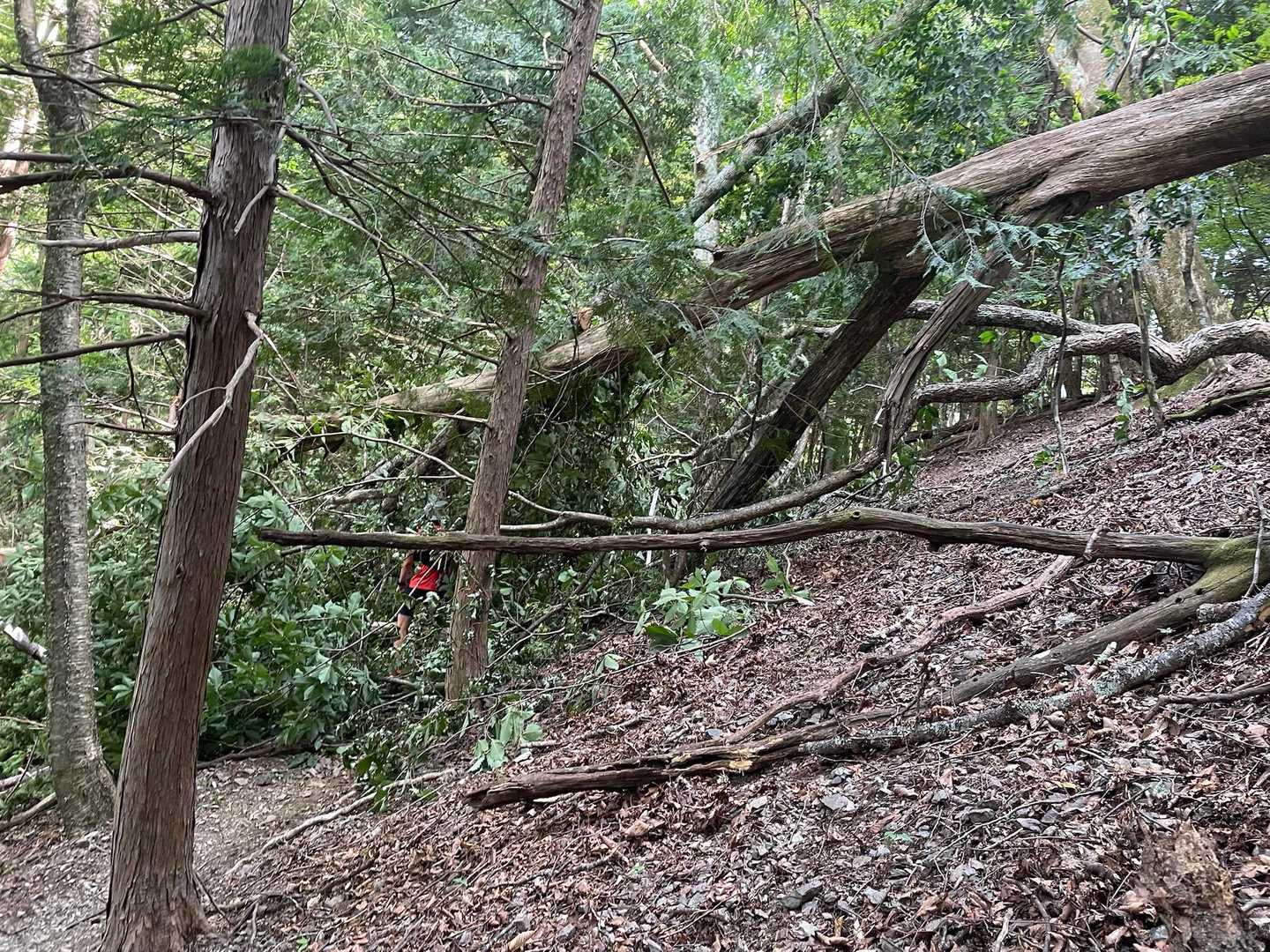 ヤレヤレ峠先で新たな倒木が💦掻き分けて登山道そのまま進みました