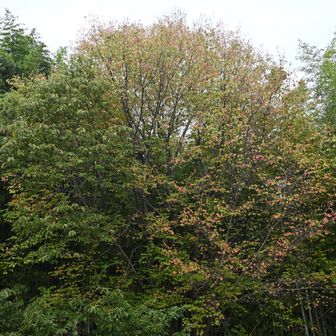 少し、紅葉かな
