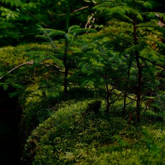 苔苔苔苔苔苔