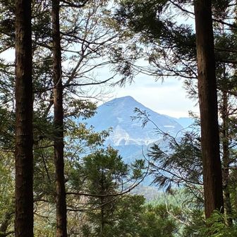 樹間から武甲山