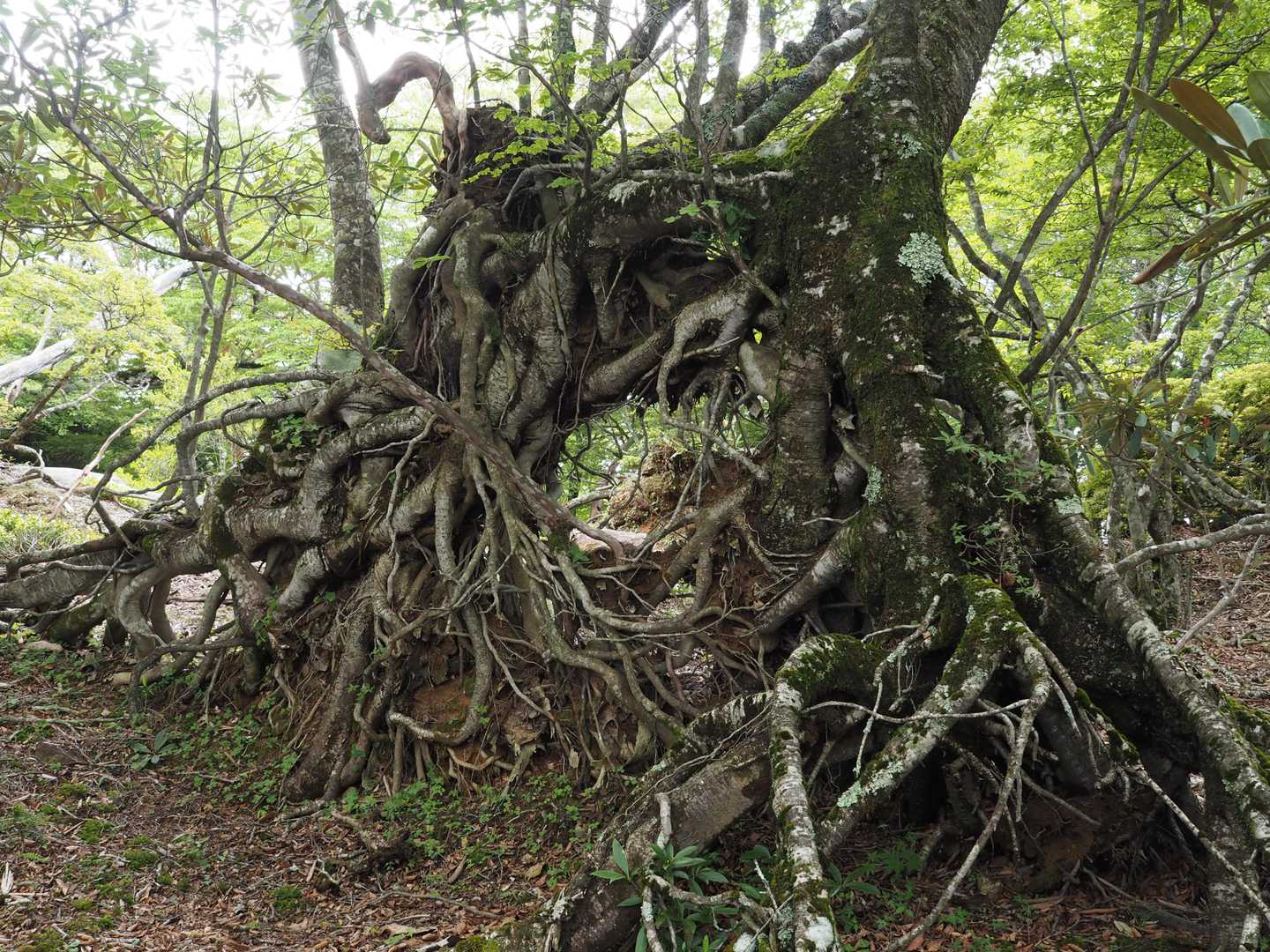 大台ヶ原バス停-尾鷲辻-マブシ嶺 往復コースの写真