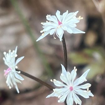 登山口近く。
セリバオウレンは終盤🫥