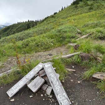 大津岐峠の分岐。
キリンテ方面に下ります。
