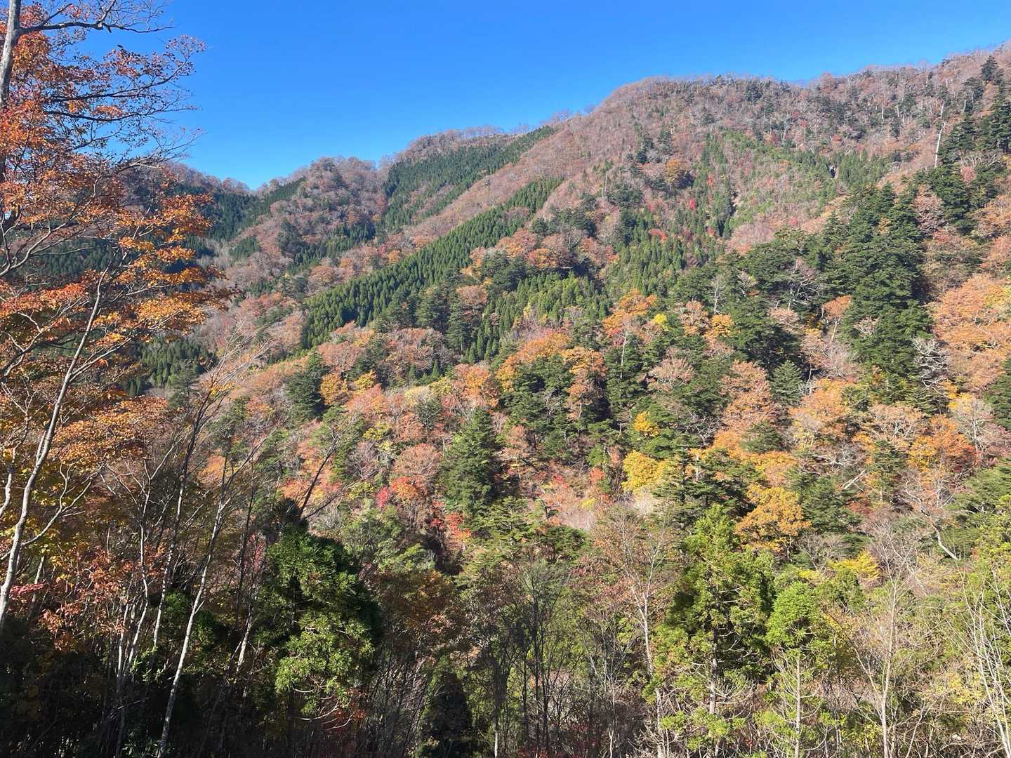 今年の紅葉はシック🍁な色ですね