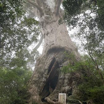 帰り道に万代杉をもう一度。