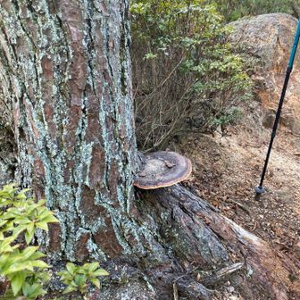 立派なサルの腰掛け