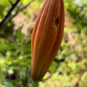 開花前のユリ