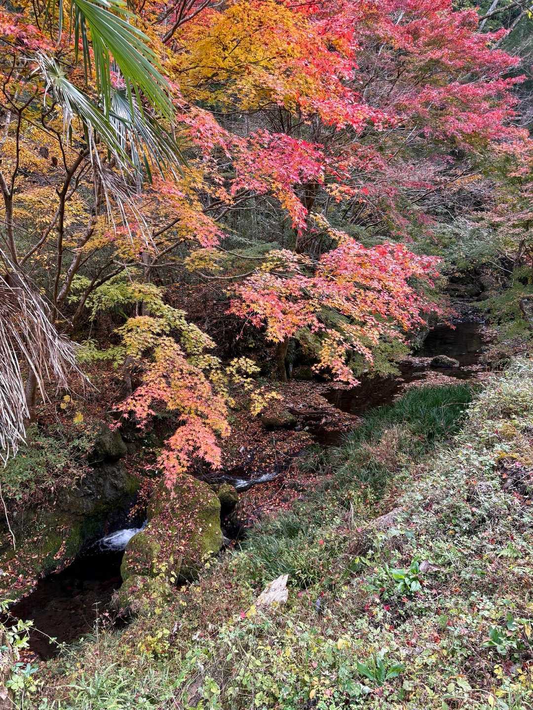 吾野駅-吉田山-子ノ山-奥の院-滝不動 周回コースの写真