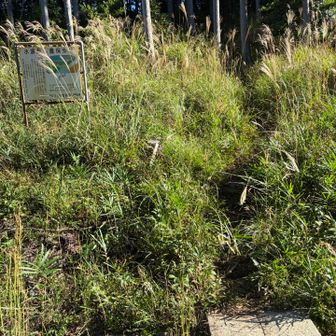 温泉側の登山道入り口(看板無し)
初見でコレが登山道だと分かる人居ない説