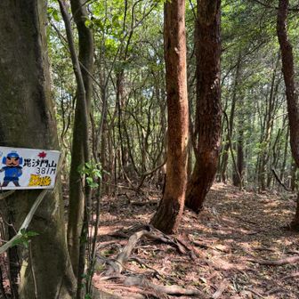 登山道は木々に遮られて眺望はない、単調な山歩き