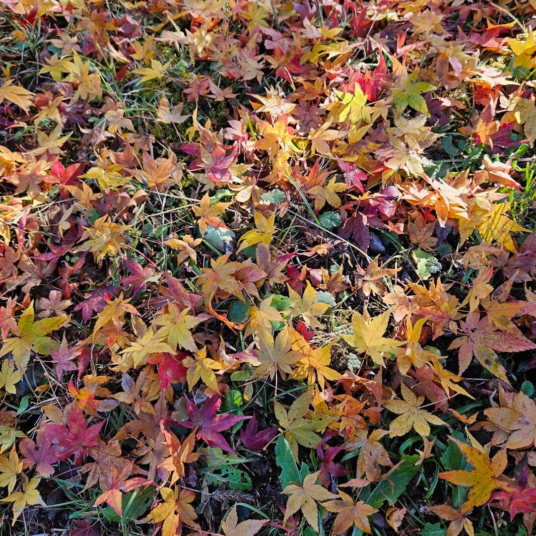 🍁キレイ