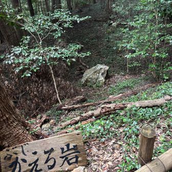 久しぶりの金華山*(^o^)/*🏯 / みぃさんの金華山・洞山・舟伏山の活動