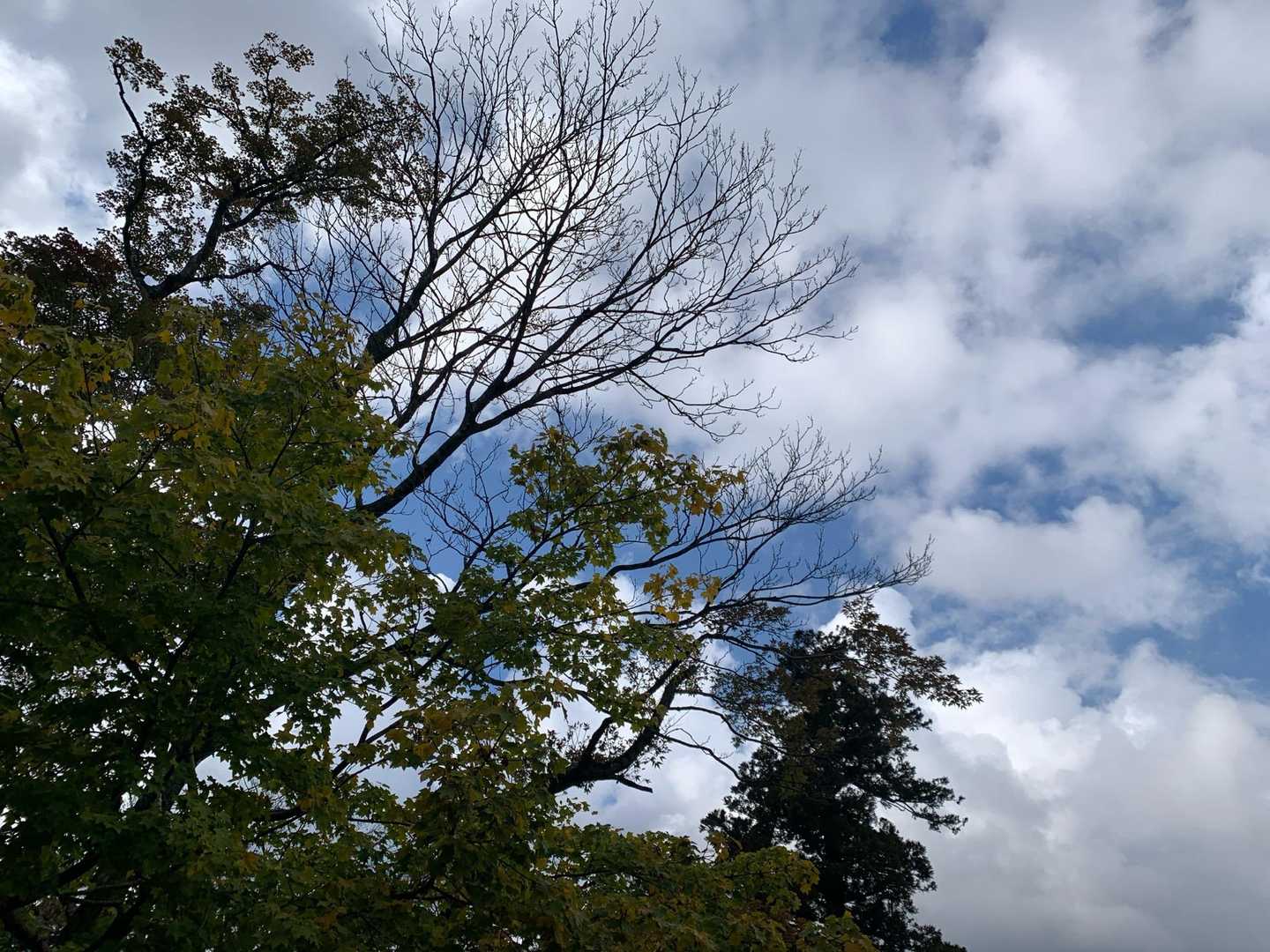 今日の初冠雪、例年より1日早くて、昨年と比べると16日も早かったんだそうです！

次回からは 冬用の手袋と軽アイゼンは常備して、登ることにします！😤