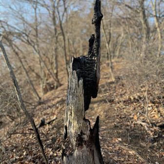 こちらにも以前の山火事の跡...
扇山の方も一刻も早い鎮火を祈ります...