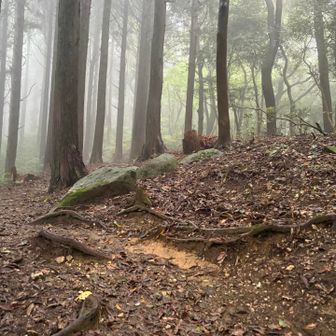 漸く通常登山道に