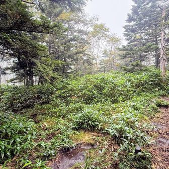 キャンプ場からの分岐に戻ってきました！
明日は台風最接近なので、明日登る予定だった破風山に向かうため、臭い足で直進します💨