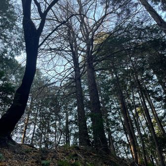 広場のイチョウの大木。