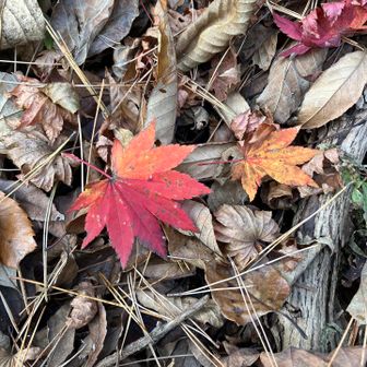 雪降る前に登れてよかった🍁

ここまで全て順調だった
再び羅漢山青少年自然村まで戻り羅漢高原の🅿️まで舗装路を上がればゴール
熊はもう大丈夫だと安心しきって歩いていると