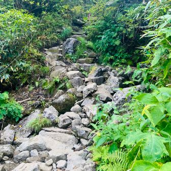 コマドリ沢分岐からのけっこう長い急登
ここは水分を摂るのに少し足を止めましたが、意外と登れました
難所的にはここが最後です