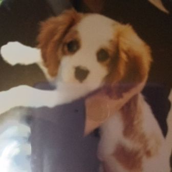 島子（しまこ）