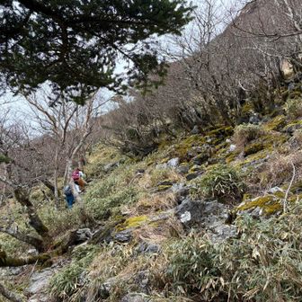 この辺りから大きな石で歩きづらい