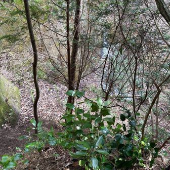 六甲山・長峰山・摩耶山 かなり高い