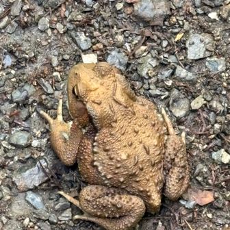 危うく踏むところでした😅
君、登山道は危ないよ