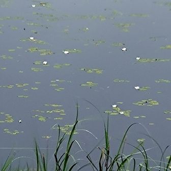 木道からは、なんかちっこい白いのが咲いてる〜くらいしか目視出来ず
かわゆいね、何コレ？

※エゾベニヒツジグサ(せっかく頂くガイド冊子ちゃんと見ような、自分) ミニチュア睡蓮的なめっちゃくちゃ可憐なお花
遠巻きでも見られて幸運だったぽい