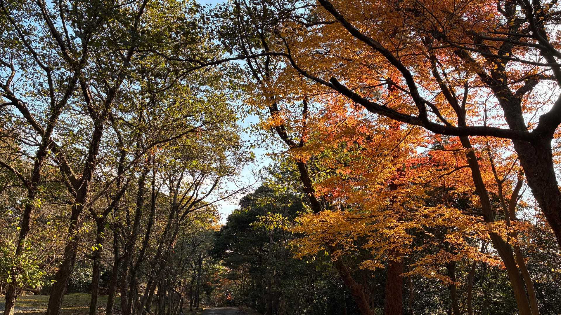 あとは駐車場までのんびり歩く。
紅葉が素晴らしい。