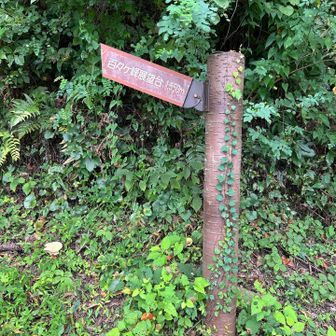 山頂まで1550㍍💪