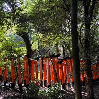 本殿より奥は、ふつうに山で、その山の中に、たくさんの赤鳥居が続いている。
隠世（かくりよ）につながってそうな空気。