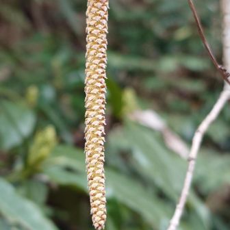 ツノハシバミの雌花(赤いの)、雄花(長くぶら下がっているの)。雌雄同株異花