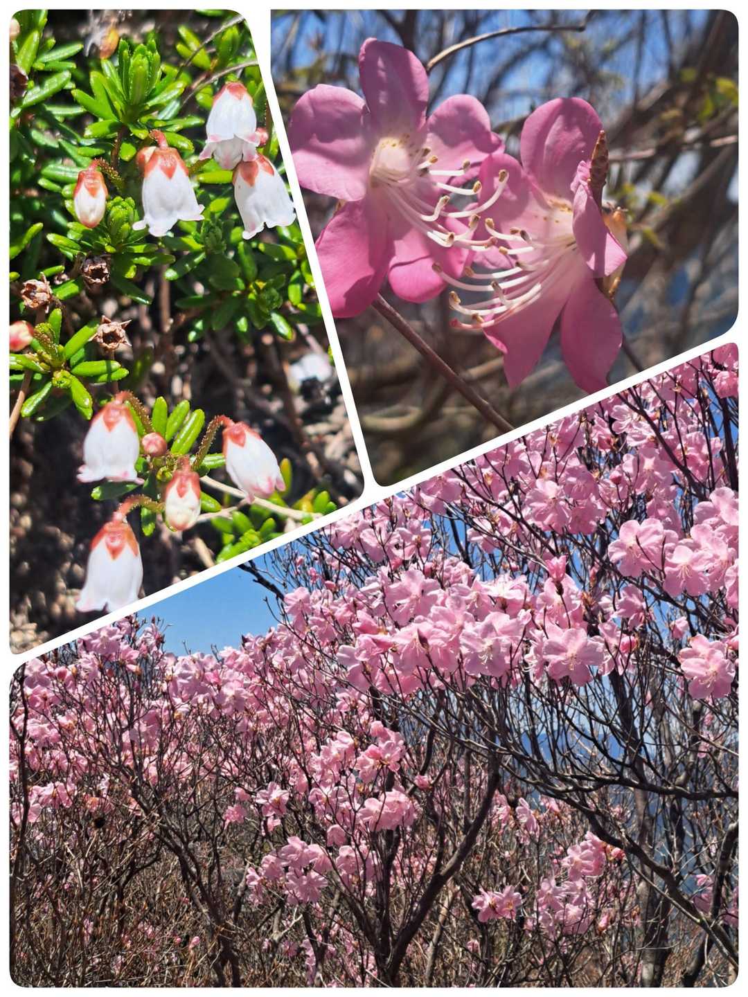 アケボノツツジ🌸第3弾西赤石山ᨒ𖡼.𖤣𖥧 / keikoの登山データ | YAMAP