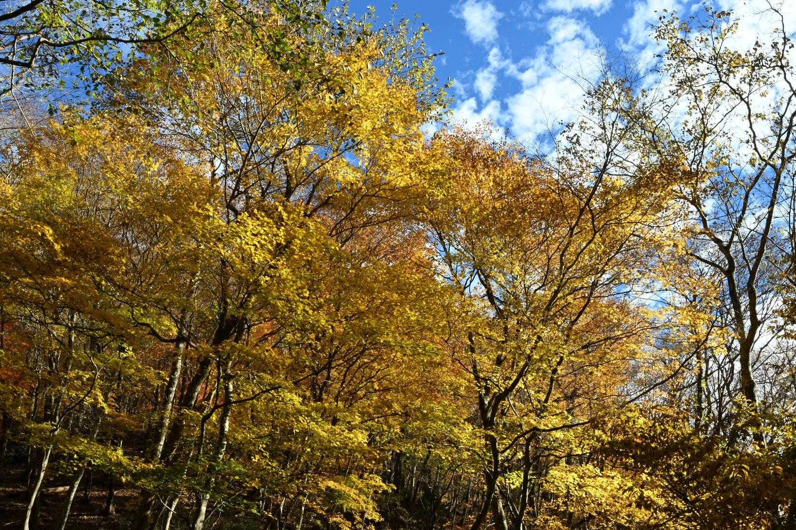 紅葉がきれい😍