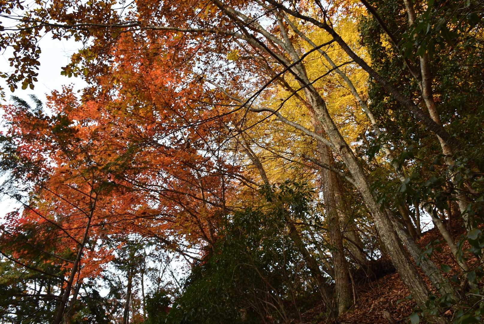 道中は紅葉真っ盛り