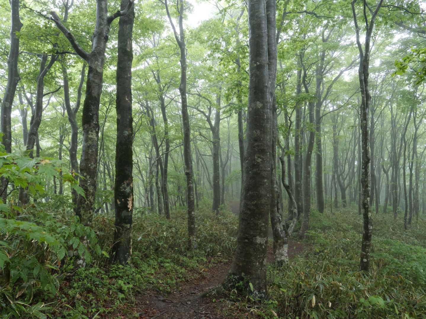 大万木山 往復コースの写真