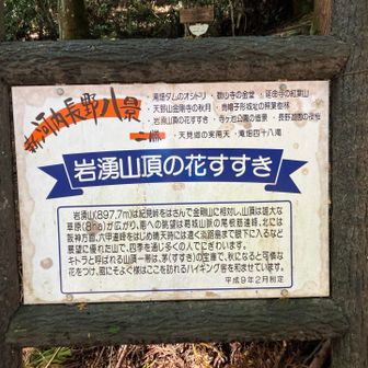 これを見に来ました