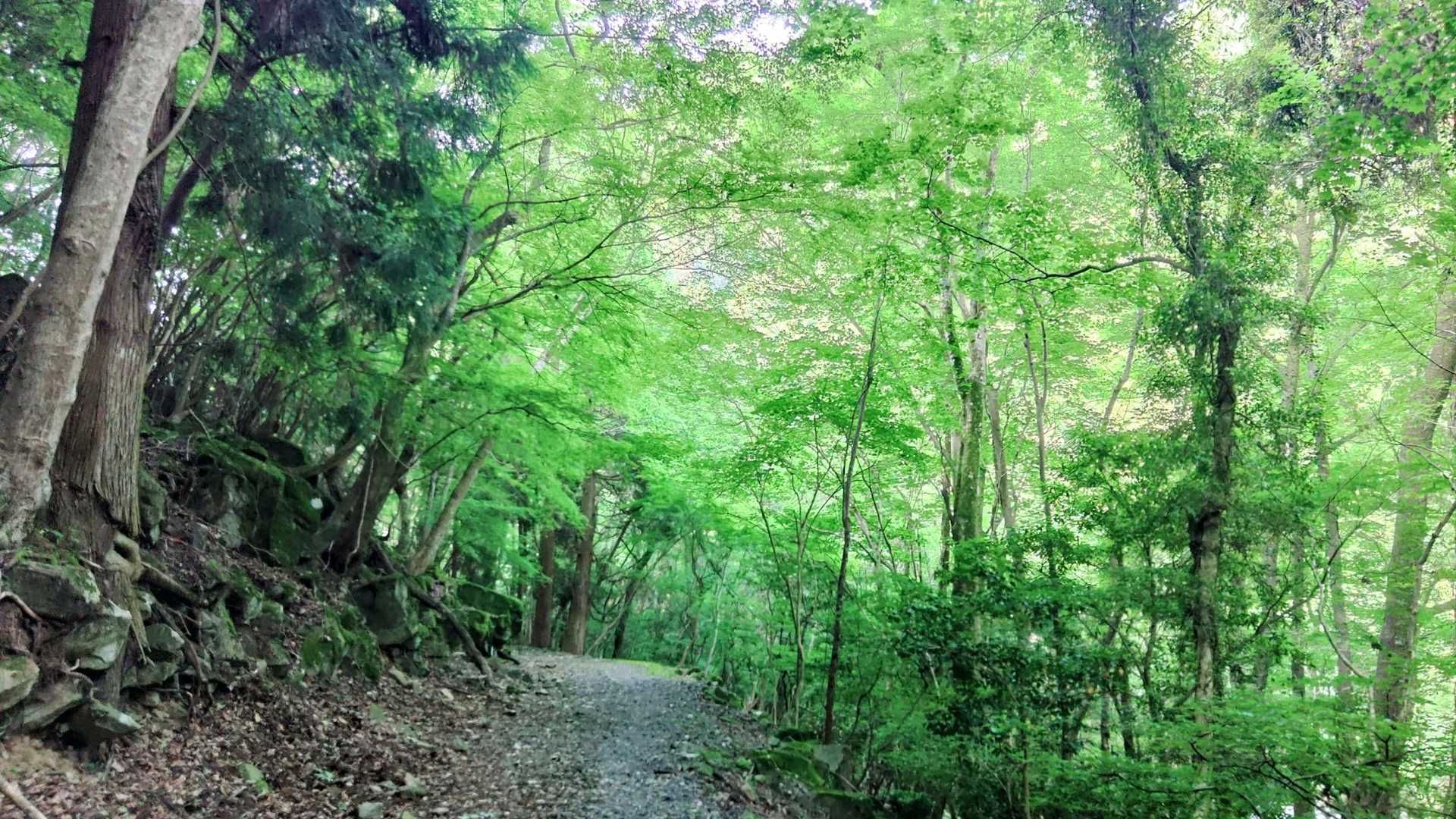 犬ヶ岳登山口-笈吊峠 往復コースの写真