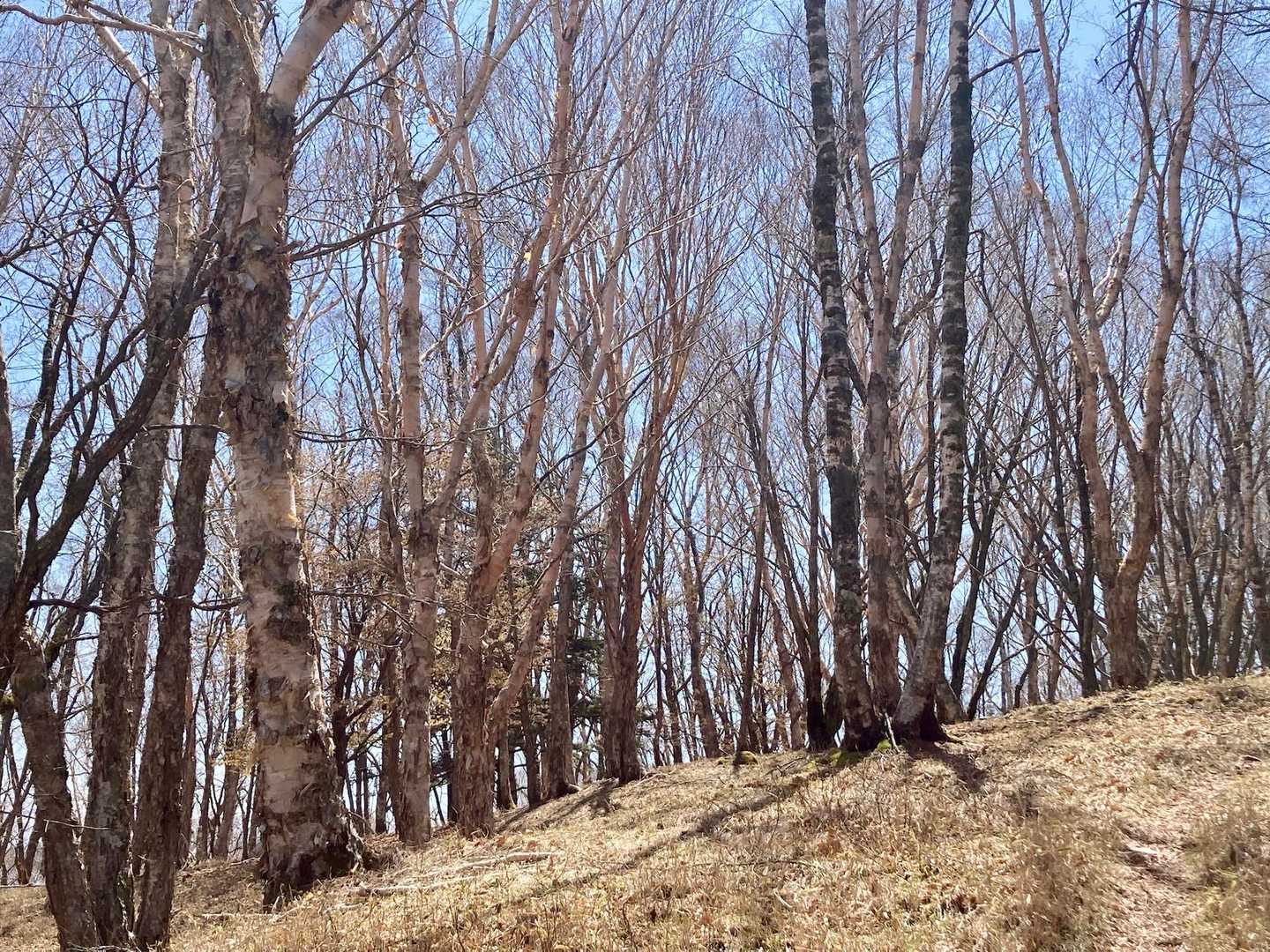 左側は雑木林と、はっきり分かれていました🌲✨