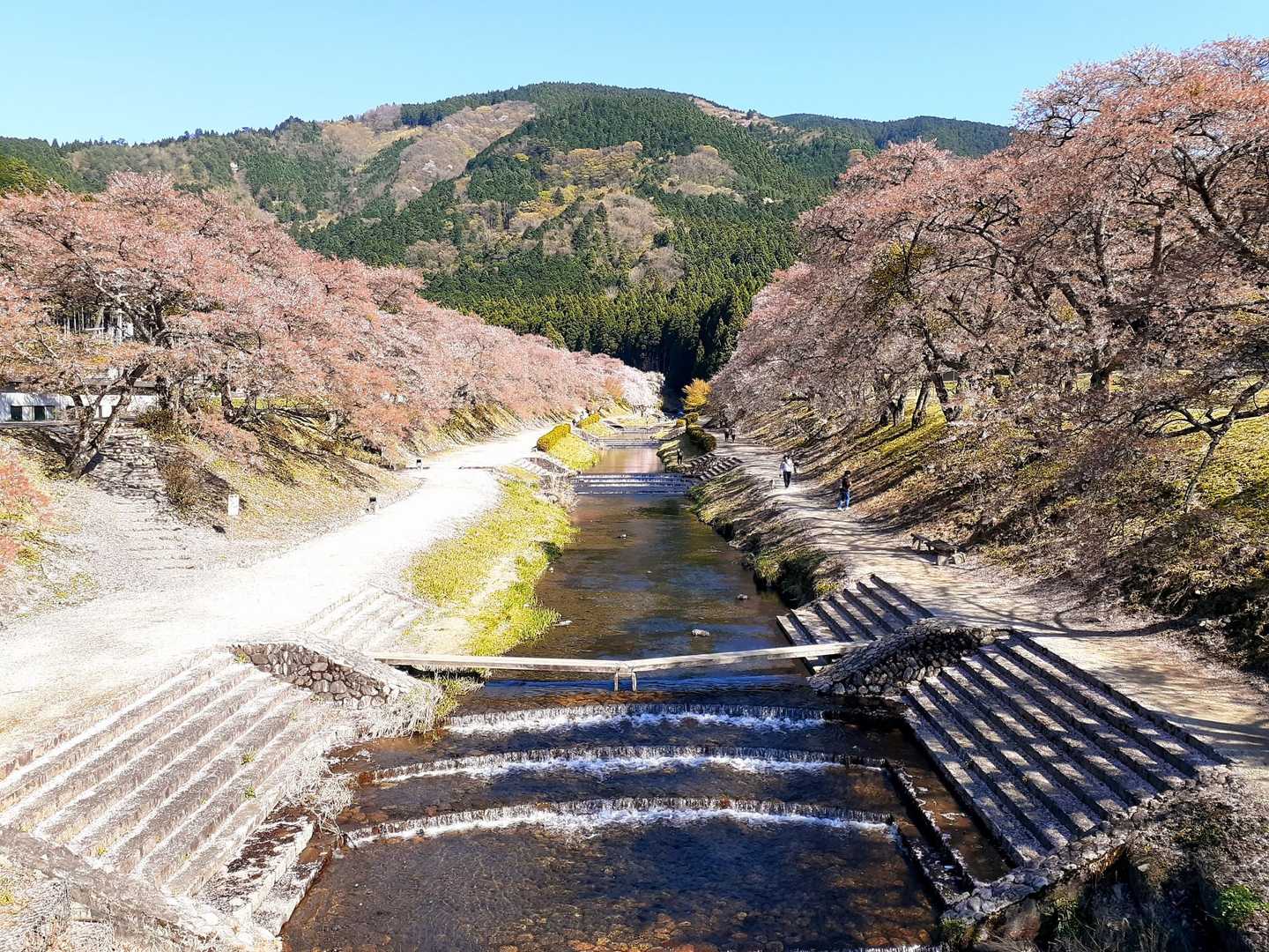 鮎河千本桜に戻ってきました
人は少なめですが、駐車場はいっぱいです