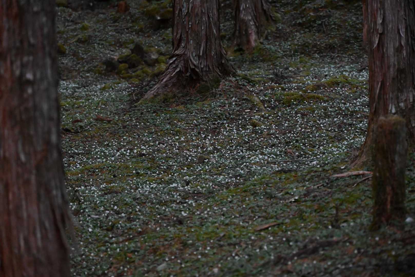 石鎚神社-清宝山-苔庭 往復コースの写真