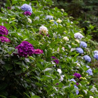紫陽花