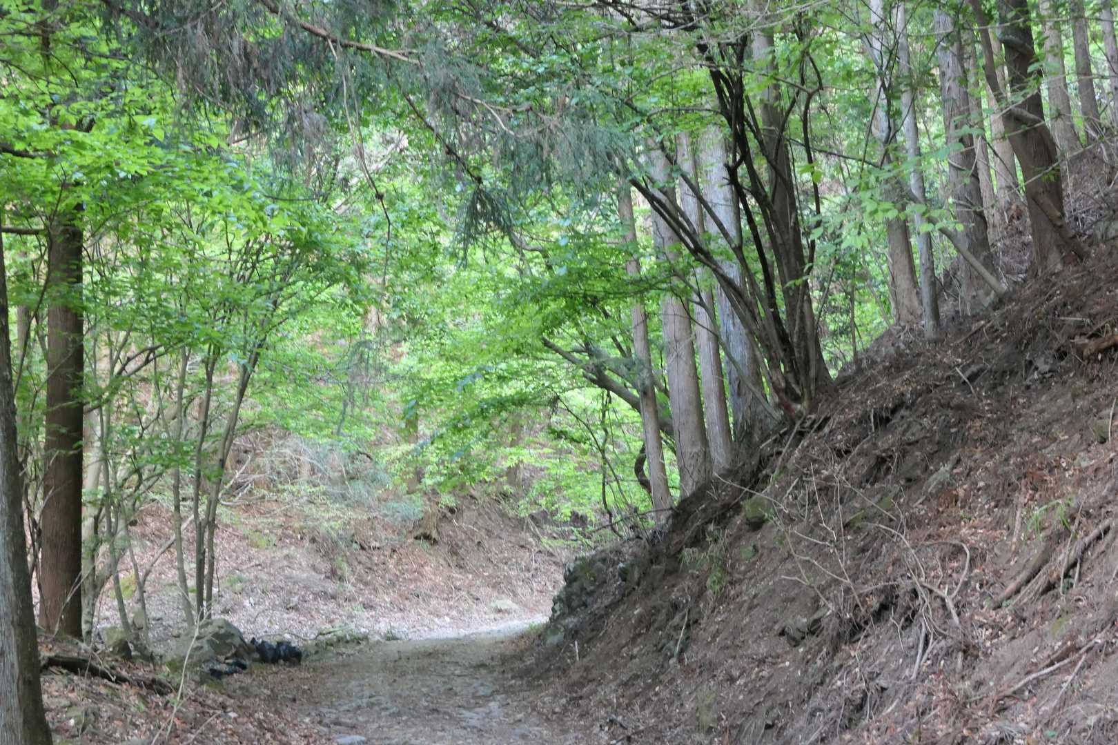 まずは林道歩きです。