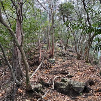 矢筈ヶ岳直下はメッチャ急登😱
太神山の階段の比では有りません💦
心臓が口から飛び出そう😣
