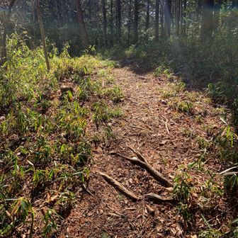 後は、歩き🚶‍♀️やすい整備された道でした