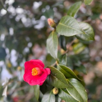 色鮮やかな『椿』🌺