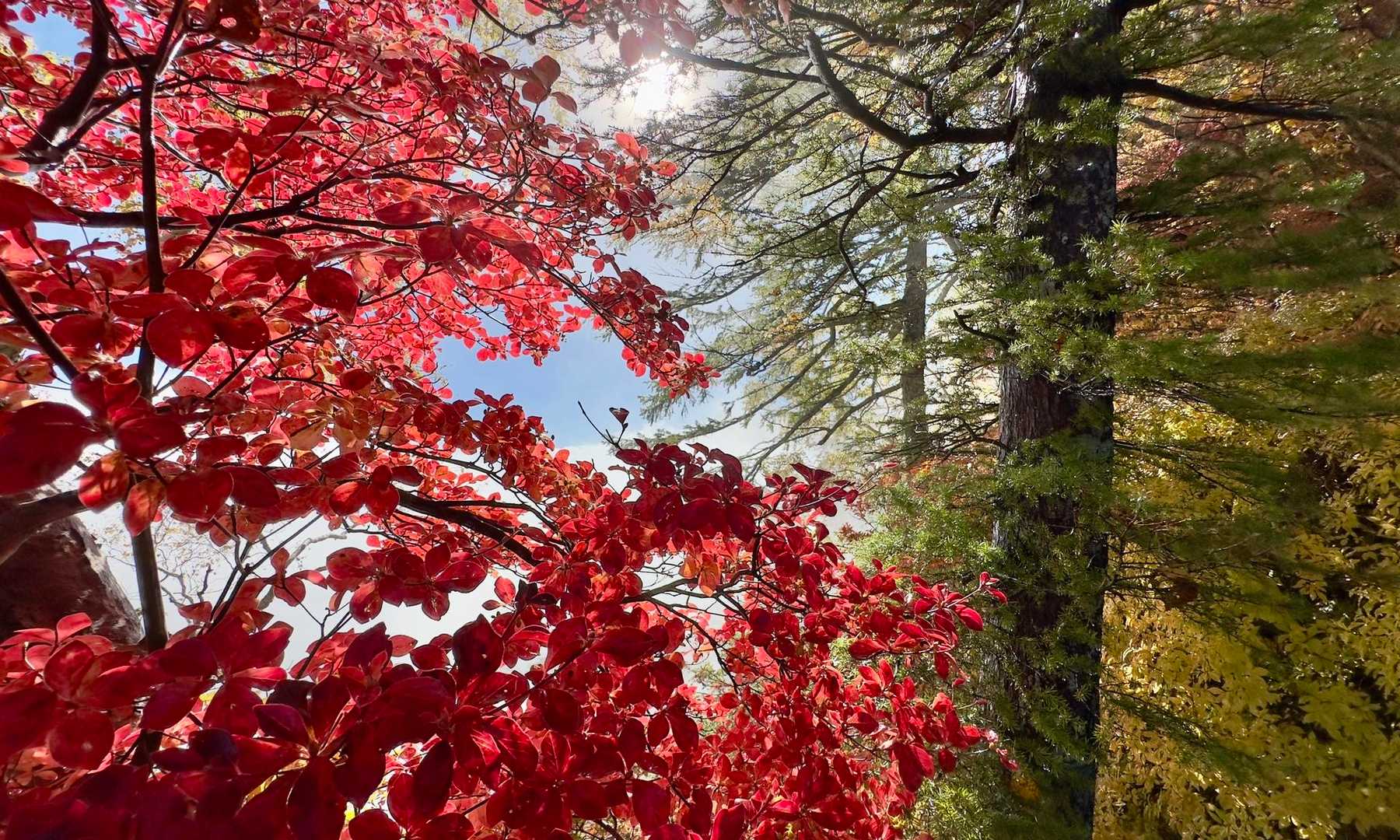 白く光るガスの下地が鮮やかに紅葉を発色させて

