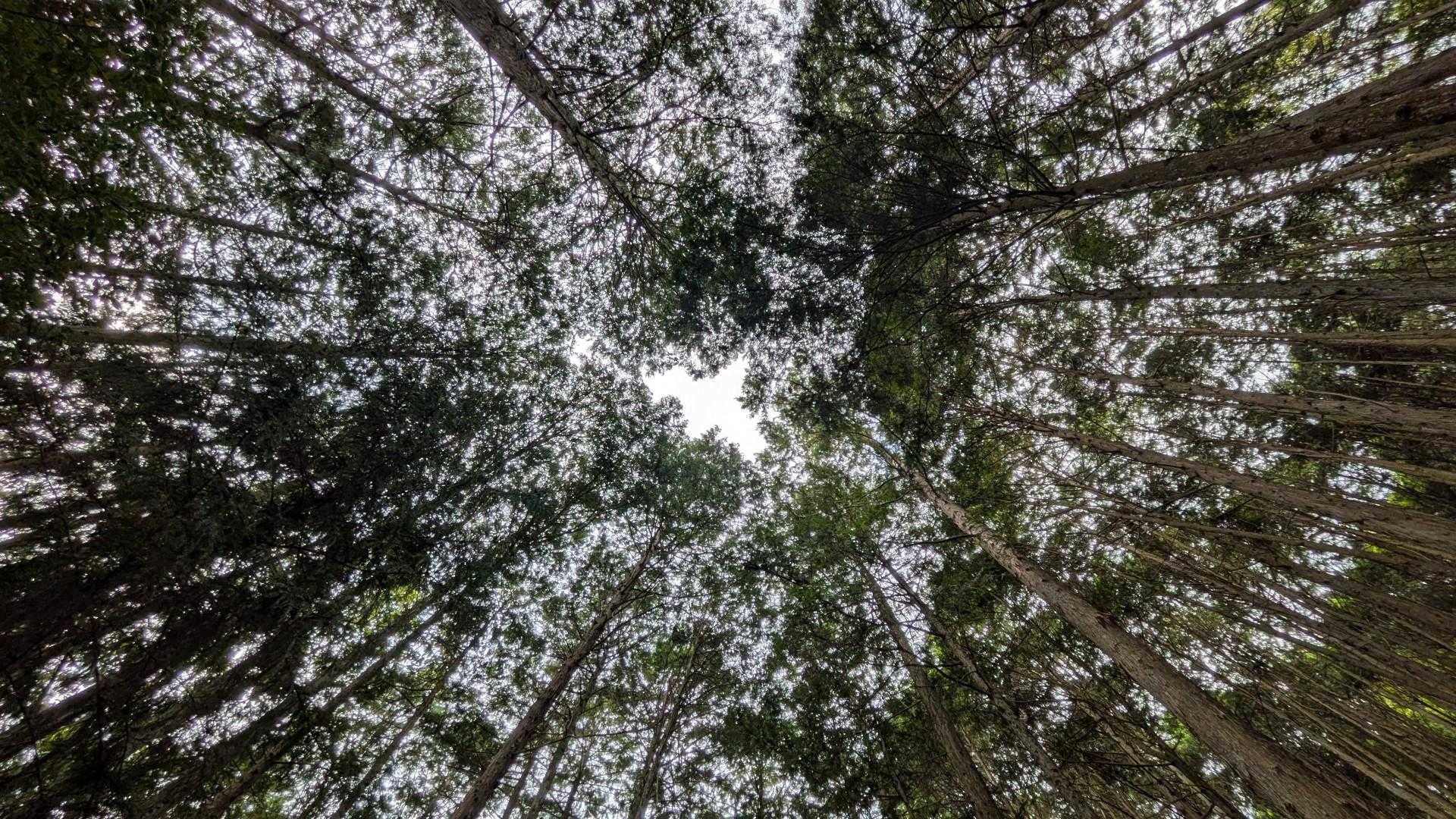 矢筈山 周回コースの写真